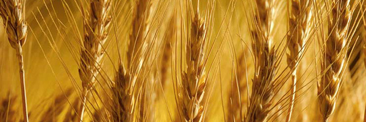 wheat
